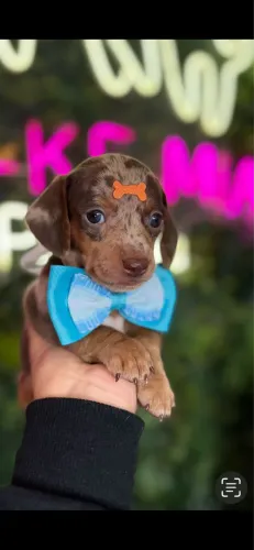 Dachshund macho arlequim choco !!!!
