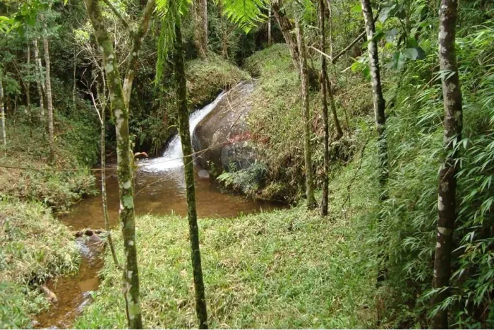Fazenda em Joanópolis: 114,5 ha com Eucalipto, Água e Potencial Ilimitado
