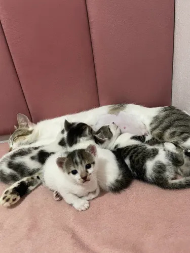 Gatinhos para adoção