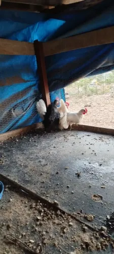 Vendo Galizé mini .