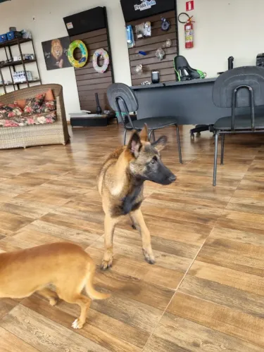 Filhote Belga Malinois
