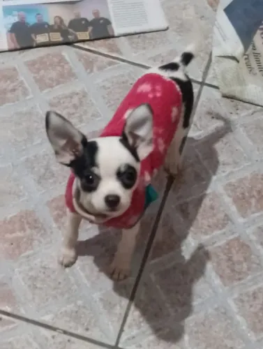 Chiuhauha 