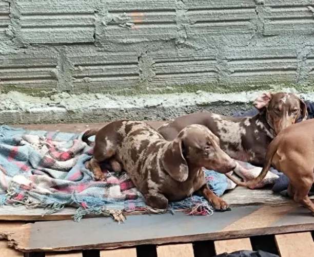 Daschund para cobertura 