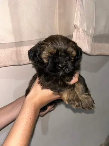 Vende - Se Filhote De Lhasa Apso