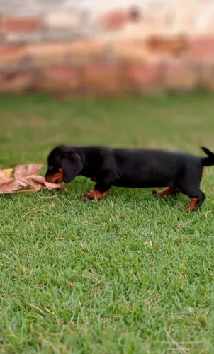 Lindo filhote Basset salsichinha kaminchen 