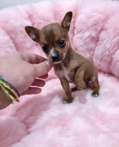 Pinscher com chihuahua pronta a entrega