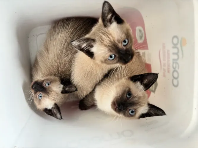 doação de gatos fêmeas