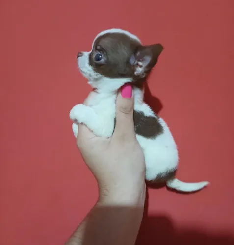 Chihuahua
