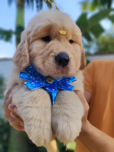 Golden Retriever disponível parcelamos no cartão 