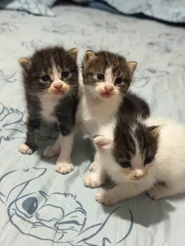 Gatos de raça peluda