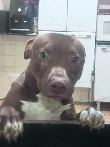 Doação pitbull