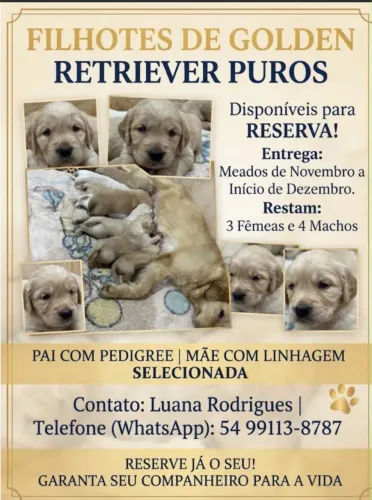 Golden Retriviers