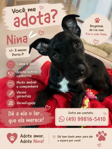 Adoção Responsável - Fêmea Filhote