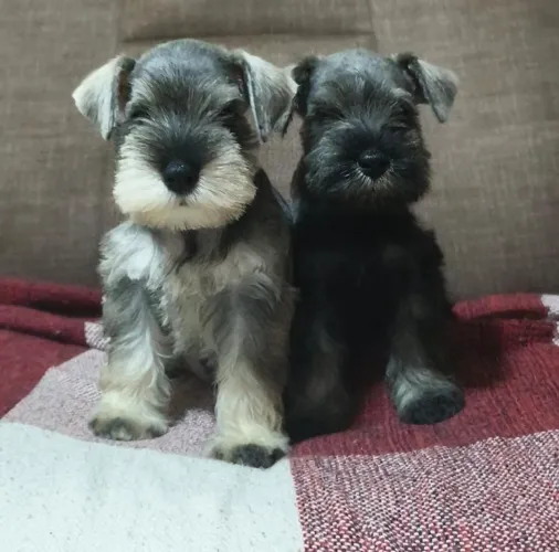 Vendas filhotes de Schnauzer com pedigree vacinado e vermifugado