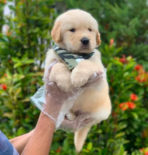 Golden retriever, 49 dias, vermifugado
