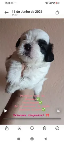 Cachorro raça Shitzu venda.