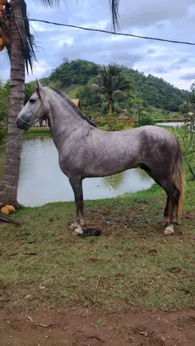 Vende-se mangalarga machado registrado no provisório 