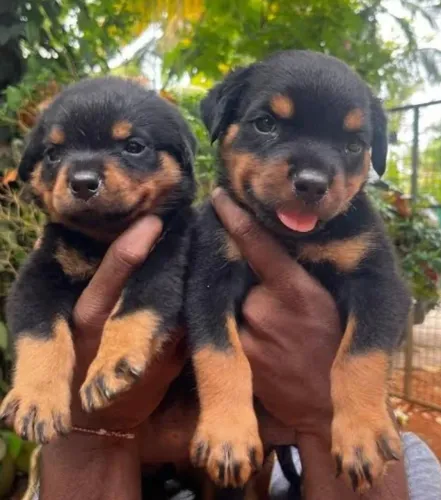 Rottweiler Filhotes Para Pessoas Exigentes.