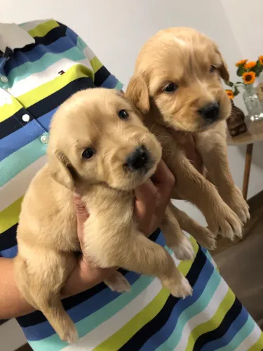Filhotes de Golden Retriever