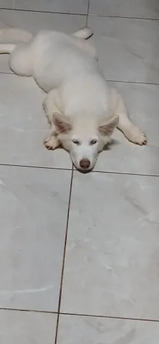 Cachorro husk siberiano