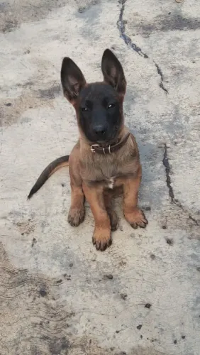 Vendo lindos filhotes de pastor belga malinoa