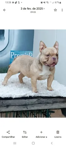 American bully fêmea castrada e registrada