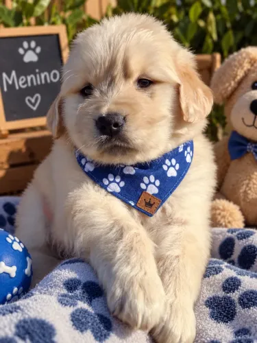 Imperdível! Filhotes de Golden retriever macho!