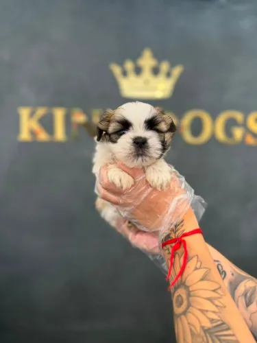 ? Shih Tzu | Encontre Seu Novo Melhor Amigo