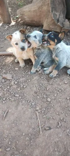 Filhotes de BLUE/ Red Heeler