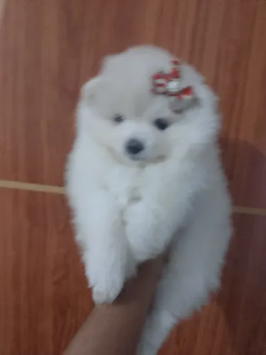 Filhote lulu da Pomerania
