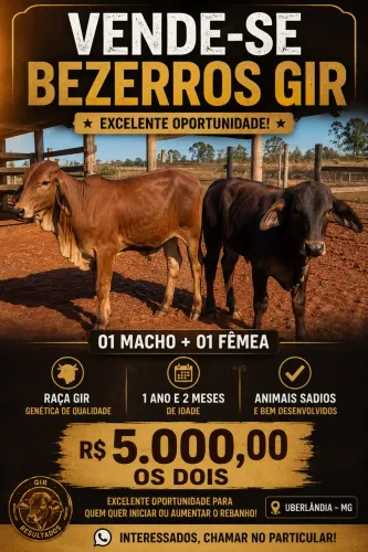Bezerros