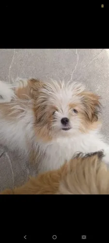 Cachorra lulu com Shitzu