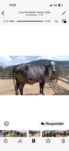 Vacas e novilhas leiteiras a partir de 3.500,00