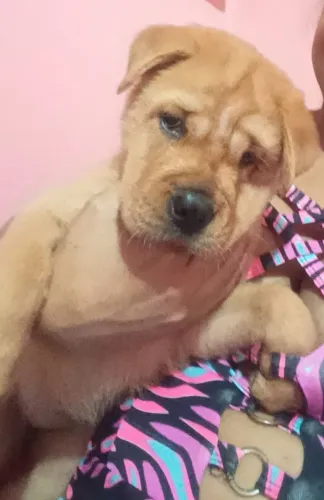 Doação de cachorro 