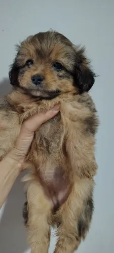 Filhotes de cachorro espaniel tibetano, e poodle ?