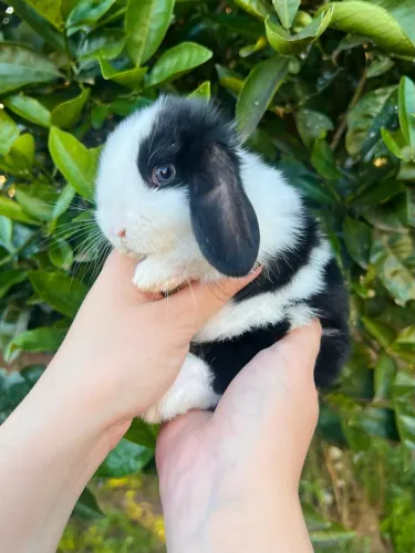 Mini coelho - mini lop uruguaio