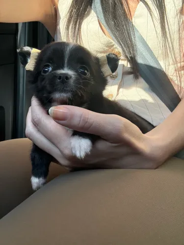 Chihuahua Fêmea pelo longo Pedigree CBKC e até 10x sem juros