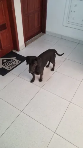 Doação de Cãozinho Salsicha