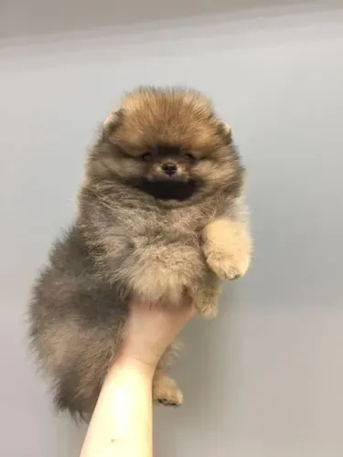 Filhotes apaixonantes de Spitz Alemão Anão