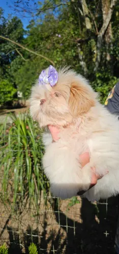 Shih-tzu femea baby face olhos verdes