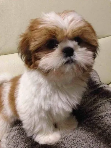 Filhote de Shih Tzu Que Encanta Pela Personalidade