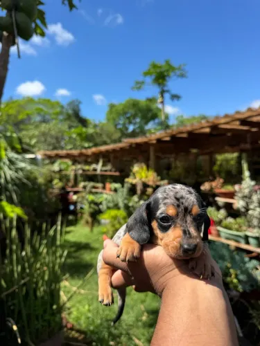 Lindos bebês de Teckel