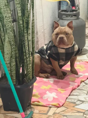 American Bully