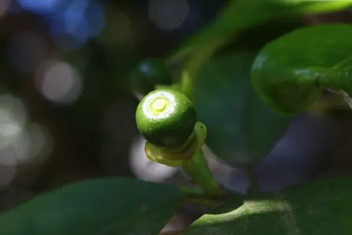 PRODUTOS PARA JARDIM