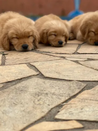 Golden Retriever | Pronto para te amar.