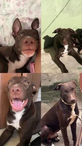 Doa-se casal de pitbull!! Super dócil!