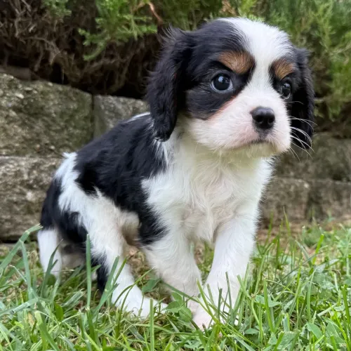 Cavalier King Charles Spaniel- A elegância que vai transformar a sua casa 
