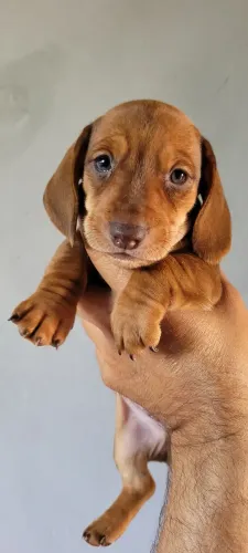 Dachshund salcichinha macho