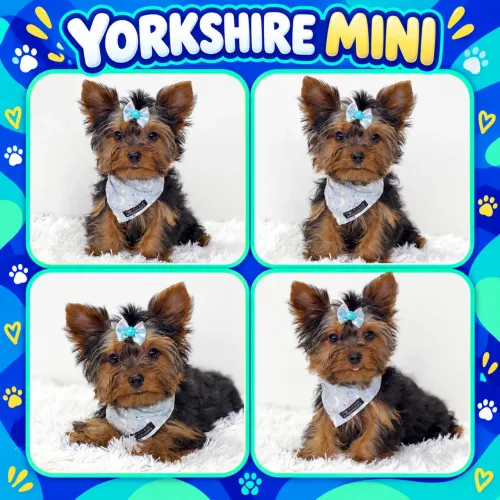 Lindo Machinho de Yorkshire Mini c/ Microchipe + Garantia + Parcelado 12x