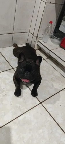 Bulldog francês